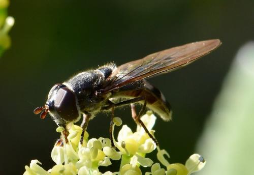 Réf. 277 883 : Xanthandrus comtus