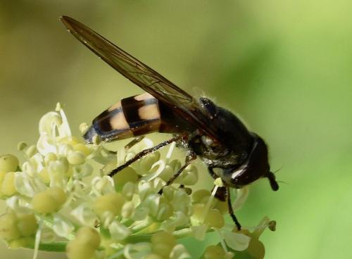 Réf. 277 884 : Xanthandrus comtus