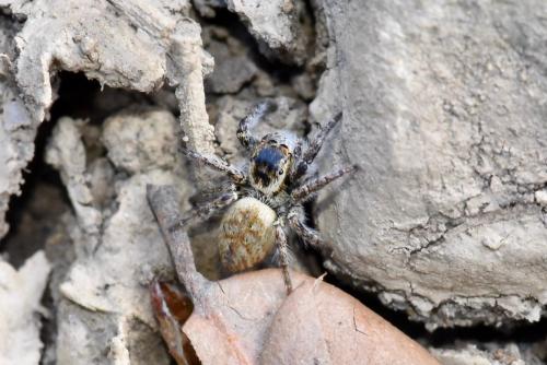 Réf. 277 350 : Carrhotus xanthogramma