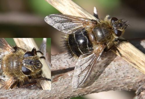 Tachina ursina
