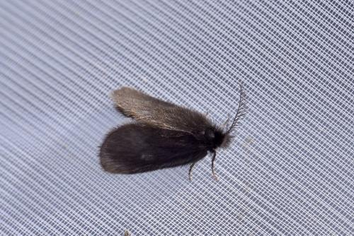 Réf. 277 649 : Epichnopterix sp.