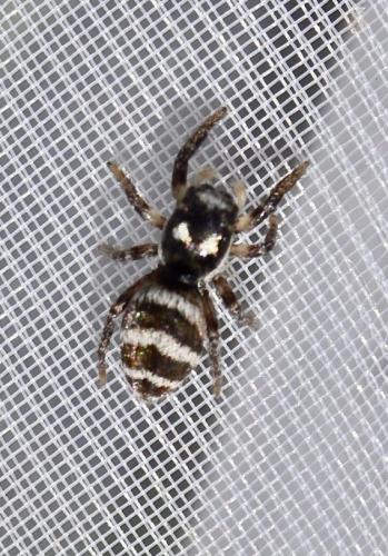 Salticus propinquus
