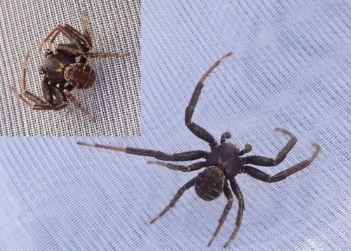 Réf. 277 653 : Xysticus acerbus