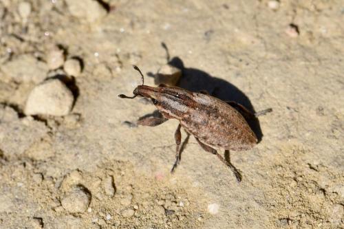 Réf. 277 796 : Pseudocleonus cinereus