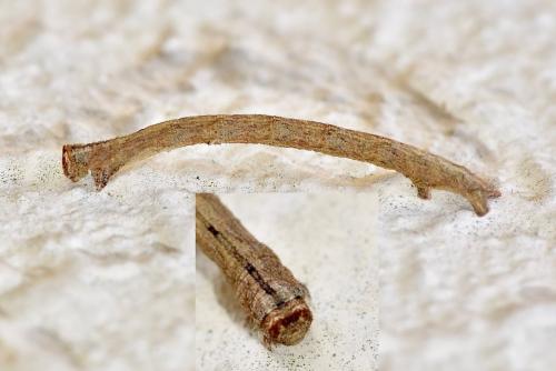 Réf. 277 961 : Peribatodes rhomboidaria