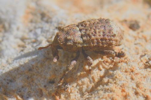 Réf. 277 327 : Dichromacalles impressicollis