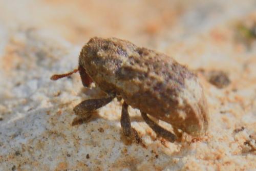 Dichromacalles impressicollis