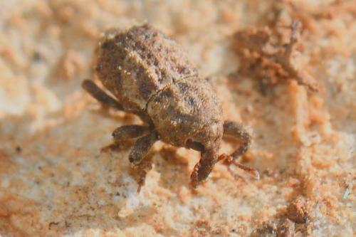 Dichromacalles impressicollis