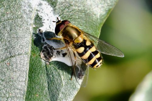 Réf. 277 845 : Syrphus vitripennis