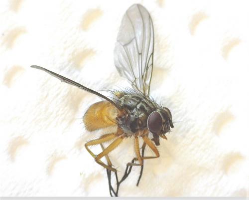 Réf. 277 135 : Phaonia subventa