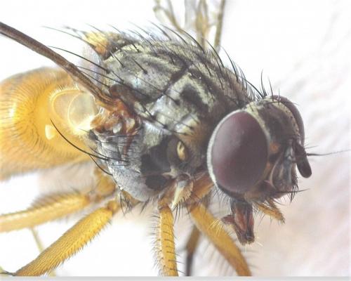 Réf. 277 136 : Phaonia subventa
