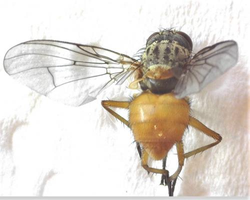 Réf. 277 129 : Phaonia subventa