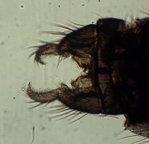 Réf. 277 419 : Dixa submaculata