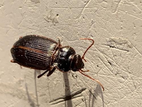Réf. 277 753 : Nebria brevicollis