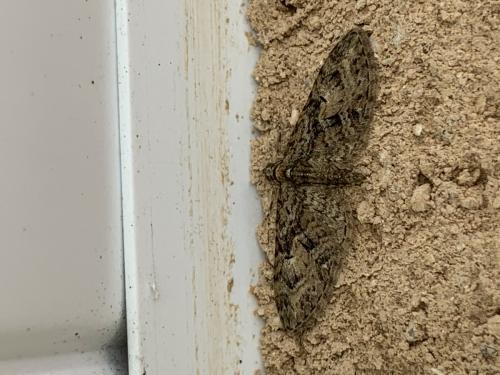 Eupithecia abbreviata