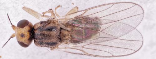 Réf. 277 268 : Elachiptera graeca