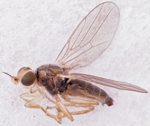 Réf. 277 269 : Elachiptera graeca