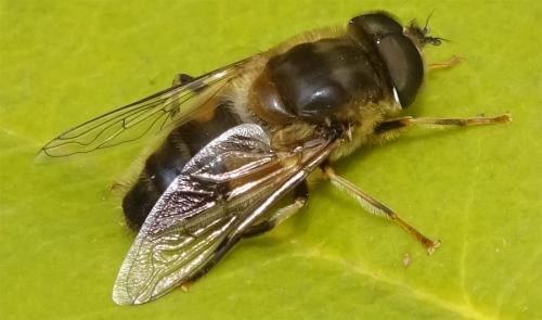 Réf. 277 554 : Eristalis pertinax