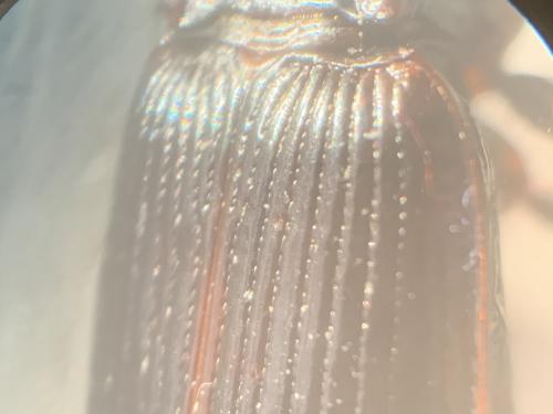 Nebria brevicollis