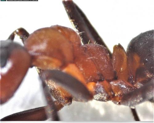 Réf. 277 760 : Formica sp.