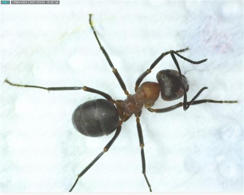 Réf. 277 758 : Formica sp.