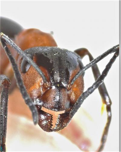 Réf. 277 761 : Formica sp.