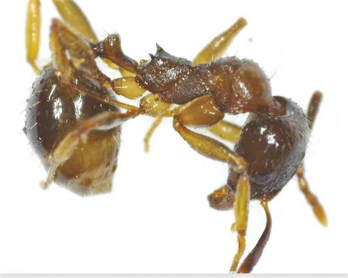 Aphaenogaster subterranea