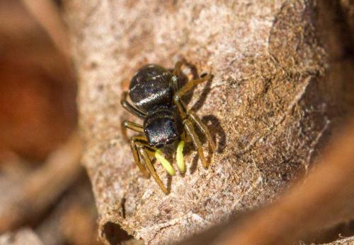 Réf. 277 901 : Heliophanus cupreus