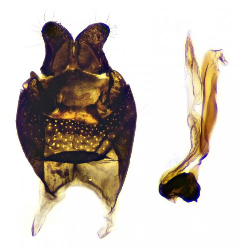 Heringocrania unimaculella