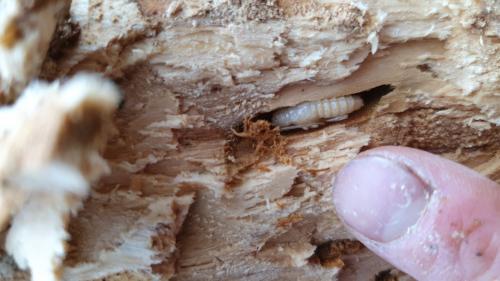 Réf. 277 536 : Saperda scalaris