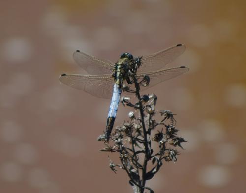 Orthetrum albistylum
