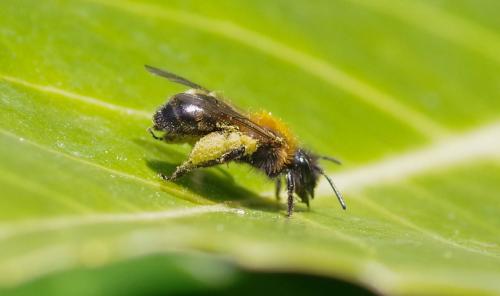 Réf. 277 225 : Andrena bicolor
