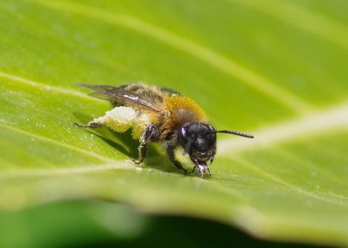 Réf. 277 224 : Andrena bicolor