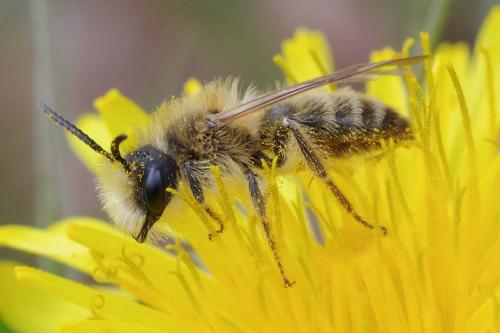 Andrena gravida