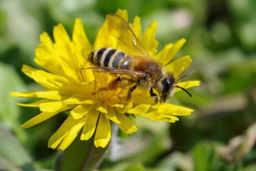 Andrena gravida
