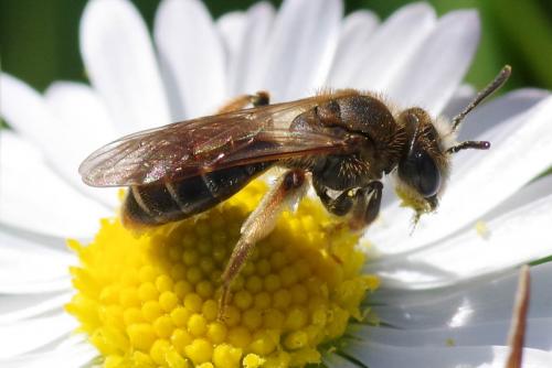 Andrena chrysosceles