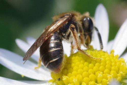 Andrena chrysosceles