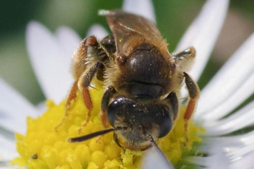 Réf. 277 977 : Andrena chrysosceles