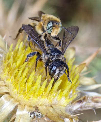 Lithurgus chrysurus
