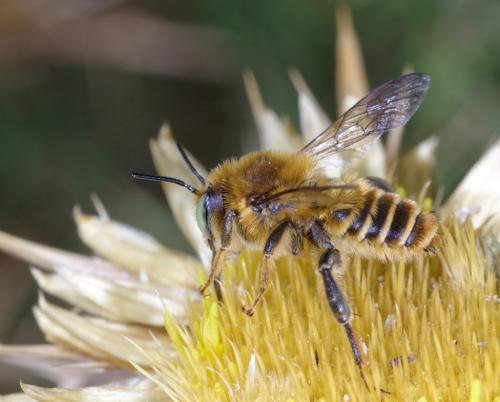 Lithurgus chrysurus