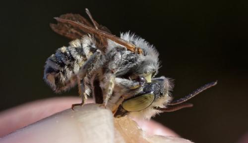 Megachile sp.