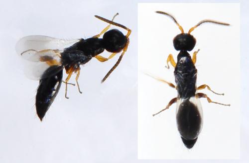 Laelius sp.