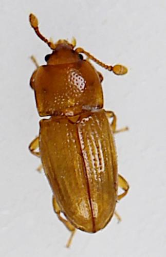 Philothermus evanescens
