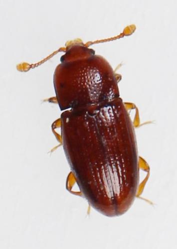 Philothermus evanescens