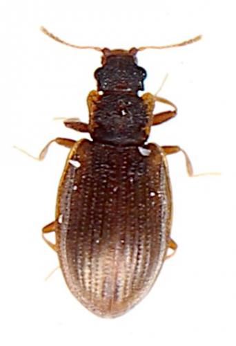 Latridius sp.