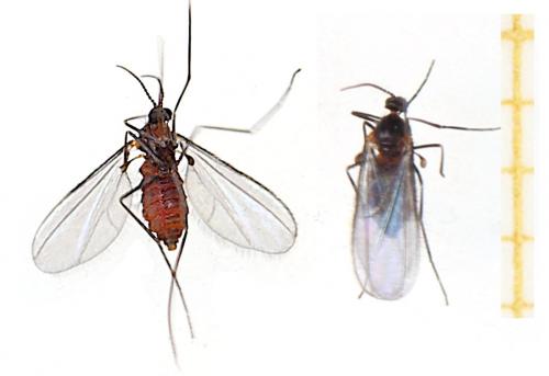 Cupressatia siskiyou