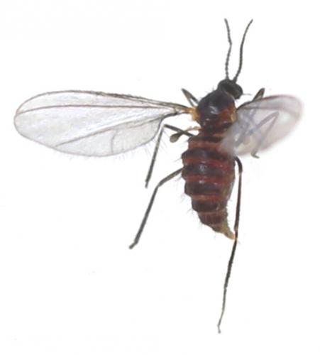 Cupressatia siskiyou