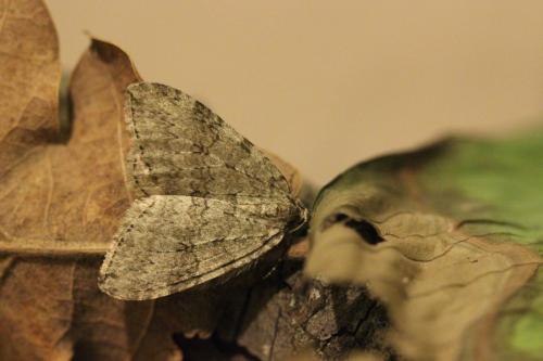 Epirrita sp.