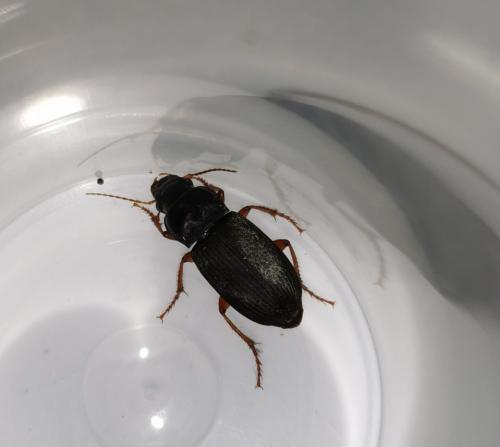 Pseudoophonus rufipes