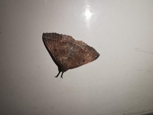 Pechipogo plumigeralis
